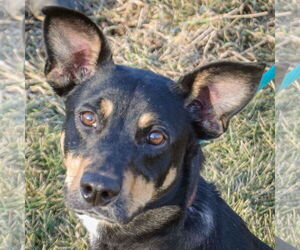 German Shepherd Dog-Unknown Mix Dogs for adoption in Huntley, IL, USA