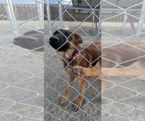Medium Photo #3 German Shepherd Dog-Unknown Mix Puppy For Sale in Incline Village, NV, USA