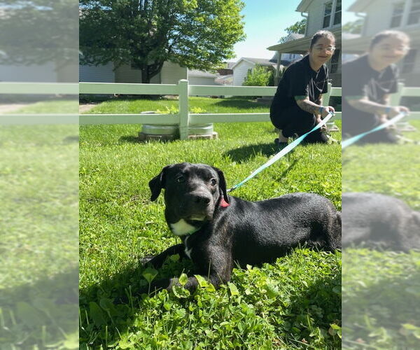 Medium Photo #2 Chihuahua-Unknown Mix Puppy For Sale in Osgood, IN, USA