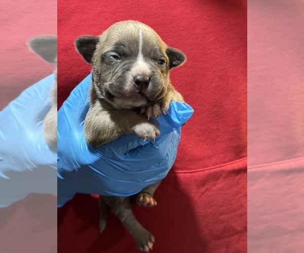 Medium Photo #5 American Bully Puppy For Sale in WALLINGFORD, CT, USA