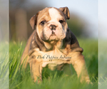 Small Photo #11 English Bulldog Puppy For Sale in WARSAW, IN, USA
