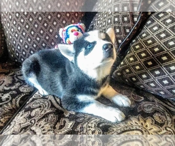 Medium Photo #5 Siberian Husky Puppy For Sale in WILDOMAR, CA, USA