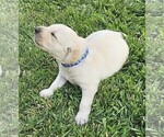 Puppy Dark Blue Labrador Retriever