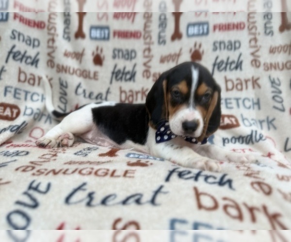 Medium Photo #9 Beagle Puppy For Sale in LAKELAND, FL, USA