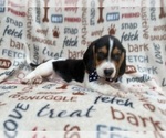 Small #8 Beagle