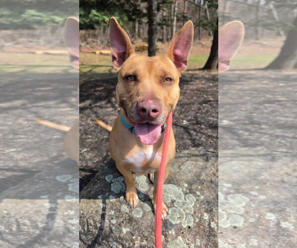 Medium Photo #5 Carolina Dog-Pharaoh Hound Mix Puppy For Sale in Rockaway, NJ, USA