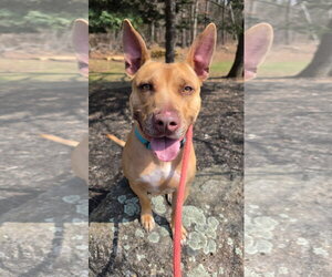 Dodger Lizman - Male Carolina Dog-Pharaoh Hound Mix Dog for Adoption - Photo #5