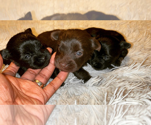 Yorkshire Terrier Puppy for sale in CLEVELAND, TX, USA