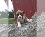 Small Photo #4 Boxer Puppy For Sale in DILLSBORO, IN, USA