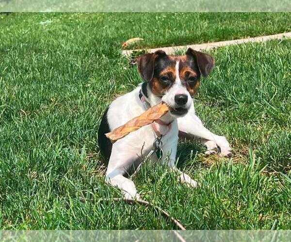 Medium Photo #16 Jack-A-Bee Puppy For Sale in Springdale, PA, USA
