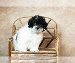 Small Photo #7 Poodle (Miniature) Puppy For Sale in WARSAW, IN, USA