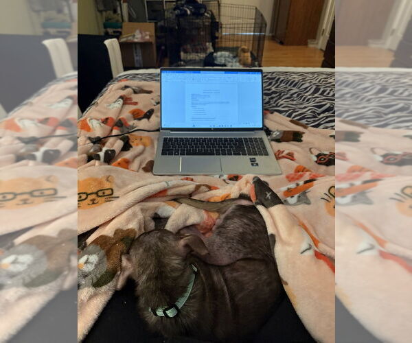 Medium Photo #2 Chihuahua-Unknown Mix Puppy For Sale in Springdale, PA, USA