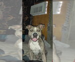 Small #1 Staffordshire Bull Terrier Mix