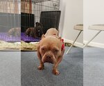 Small Photo #3 Bulldog-Unknown Mix Puppy For Sale in Landenberg, PA, USA