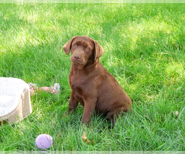 Medium Photo #3 Labrador Retriever Puppy For Sale in SYRACUSE, IN, USA