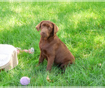 Small #2 Labrador Retriever