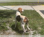 Small #1 Beagle