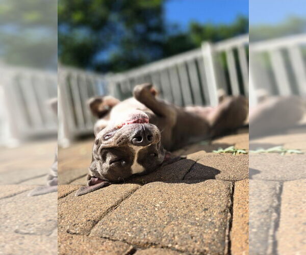 Medium Photo #23 American Pit Bull Terrier Puppy For Sale in Minneapolis, MN, USA