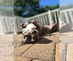 Small #22 American Pit Bull Terrier