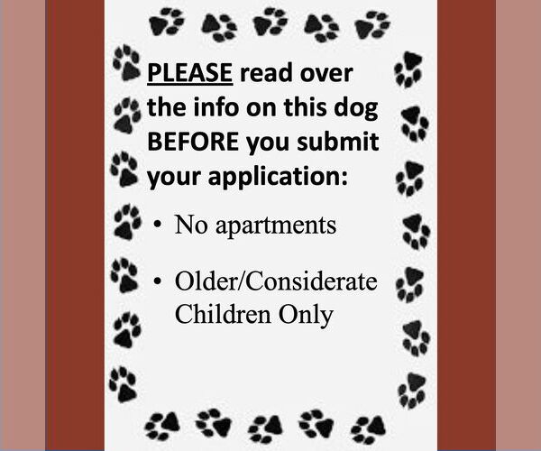 Medium Photo #4 Mutt Puppy For Sale in Fargo, ND, USA