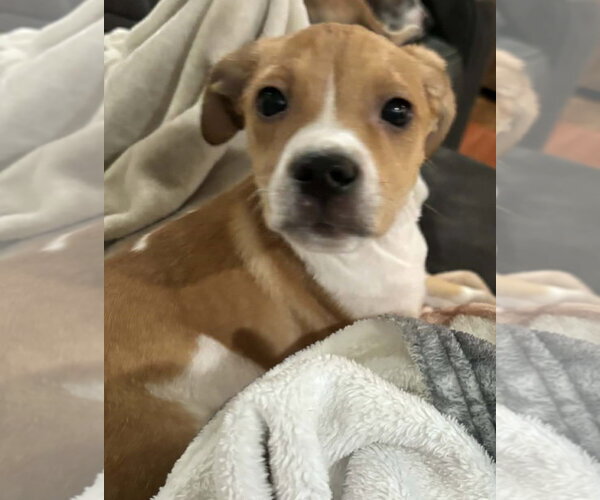 Medium Photo #4 Jack Russell Terrier-Unknown Mix Puppy For Sale in Mechanicsburg, PA, USA