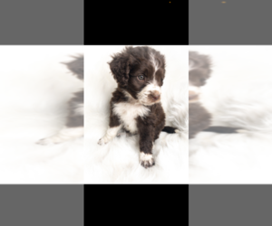 Aussiedoodle-Poodle (Standard) Mix Puppy for sale in KANORADO, KS, USA