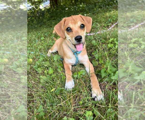Medium Photo #15 Beagle-Unknown Mix Puppy For Sale in New York, NY, USA