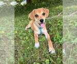 Small #14 Beagle Mix