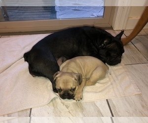 Mother of the French Bulldog puppies born on 11/11/2021