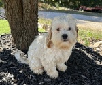Small ShihPoo