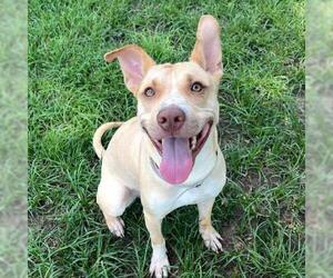 Labrador Retriever-Unknown Mix Dogs for adoption in Conroe, TX, USA