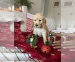 Small #2 Goldendoodle (Miniature)