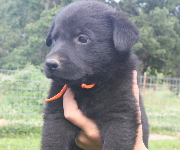 Medium Photo #1 Shepradors Puppy For Sale in HARRISON, AR, USA