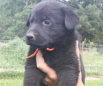 Small Photo #1 Shepradors Puppy For Sale in HARRISON, AR, USA
