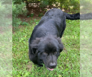 Mutt Dogs for adoption in Lewistown, PA, USA