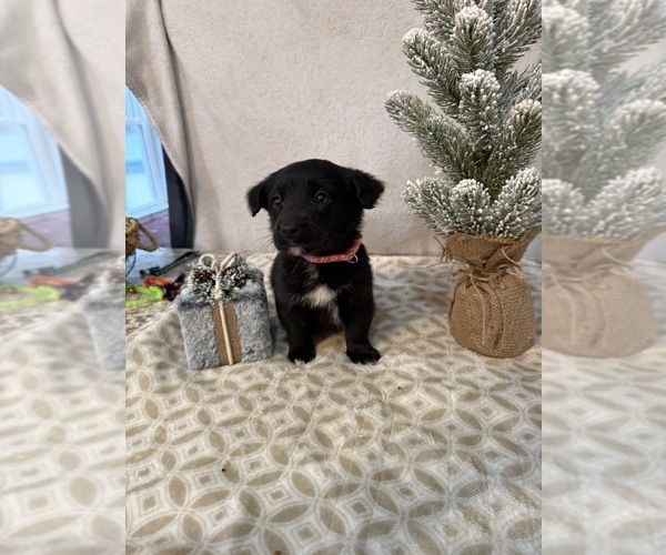 Medium Photo #4 Chihuahua Puppy For Sale in MILNER, GA, USA