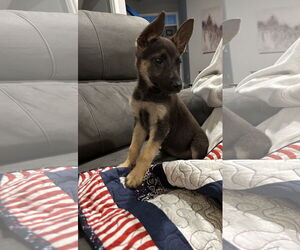 Shepradors Dogs for adoption in Princeton, MN, USA