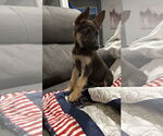 Small Shepradors