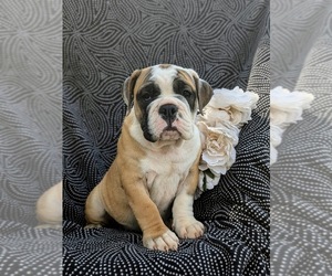 English Bulldog-Olde English Bulldogge Mix Puppy for sale in OXFORD, PA, USA