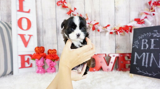 Medium Photo #5 Shih Tzu Puppy For Sale in FULLERTON, CA, USA