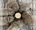 Small Photo #15 French Bulldog Puppy For Sale in PALM CITY, FL, USA