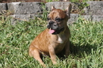 Small Photo #8 French Bulldog Puppy For Sale in HOLLYWOOD, FL, USA