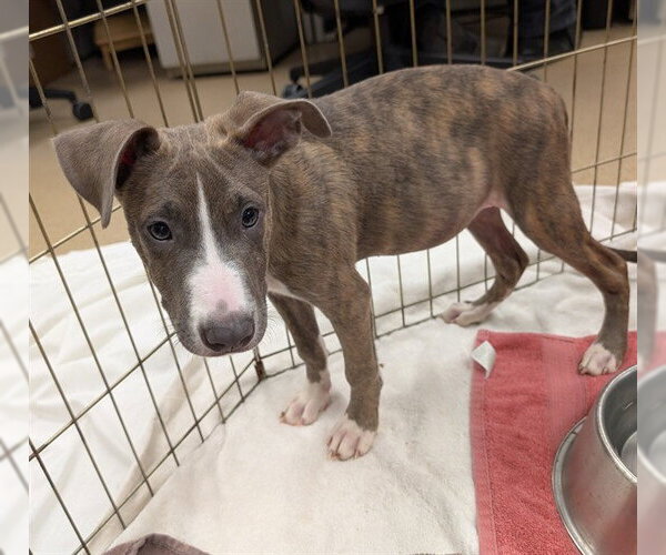 Medium Photo #1 Mutt Puppy For Sale in Plano, TX, USA