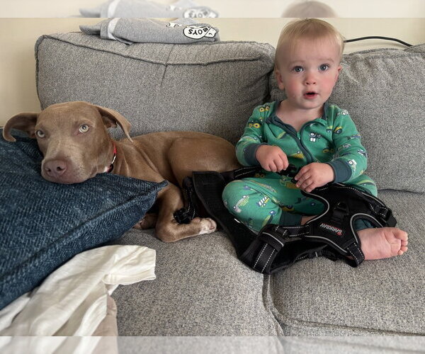 Medium Photo #3 Mutt Puppy For Sale in Wenonah, NJ, USA