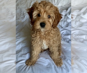 Goldendoodle (Miniature) Puppy for sale in NEWTON, MA, USA