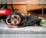 Small #2 Yorkshire Terrier