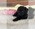 Small Photo #33 Cavapoo-Poodle (Toy) Mix Puppy For Sale in PENSACOLA, FL, USA