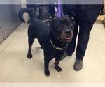 Small Rottweiler