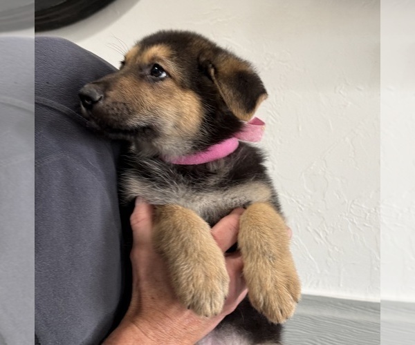 Medium Photo #23 German Shepherd Dog Puppy For Sale in BRIGHTON, CO, USA