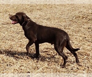 Father of the Labrador Retriever puppies born on 09/19/2025